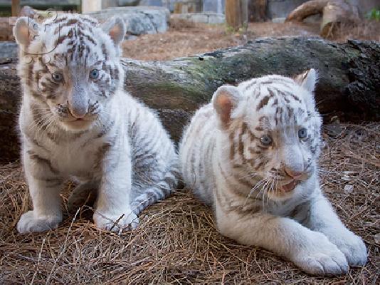 PoulaTo: HAND εκτρέφονται WHITE Cubs TIGER 